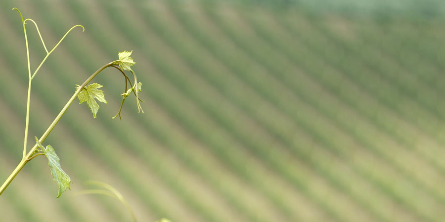 un fiore perfetto